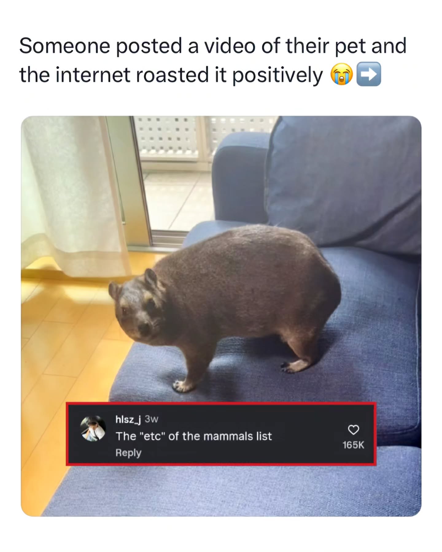 Bro built like a “miscellaneous” category.

📸/@fukusuke0901

This post features a cape hyrax, a small mammal that looks like a mix between a guinea pig, a rock, and pure confusion. Native to Africa and the Middle East, cape hyraxes are known for their round bodies, tiny legs, and permanently unimpressed expressions. Despite their cute and awkward appearance, they’re actually fascinating animals and surprisingly, their closest living relatives are elephants and manatees, which makes the internet even more confused about what they’re looking at.

The video went viral because people couldn’t figure out what the animal was, leading to a wave of positive roasting and hilarious comments like calling it the “etc.” of the mammal list. Right now, unusual animals and wholesome roast culture are trending, where the internet lovingly bullies pets and rare species for their weird shapes. The cape hyrax’s unique look and mysterious vibe made it perfect viral material.

Like this content? Follow us for more @Memezar ❤️

#memezar #capyhyrax #animalmeme #wholesomeroast