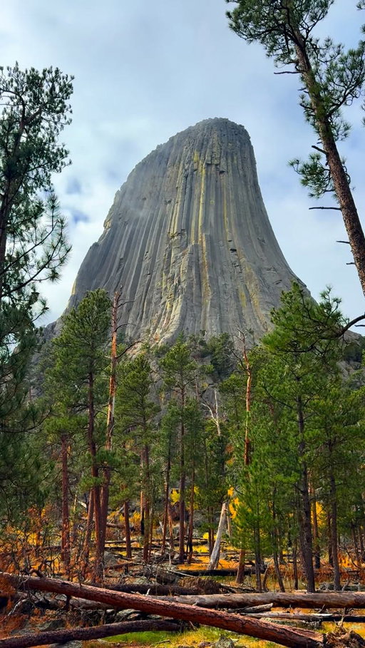 Devils Tower (aka Bear Lodge) stands over 1,200ft above the Belle Fourche River. This makes it the largest singular rock formation in the United States and is the largest Columnar Jointing example in the world. 

This tower is a highly sacred site to more than 20 tribes including the Lakota, Cheyenne and Kiowa. It’s at the center of many creation stories and is still used for prayer offerings and ceremonies. Every summer solstice, multiple tribes use this location for the multi day Sun Dance ceremony. 

Would you visit here? 

#Wyoming #travel #adventure
