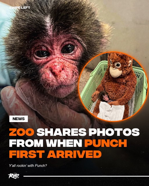 Punch’s zoo shares photos from when he first arrived 7 months ago‼️

He’s had his stuffed orangutan since day 1, but he now leaves the plush behind more often to climb, forage, or roughhouse with peers— exactly the trajectory keepers hope to see.