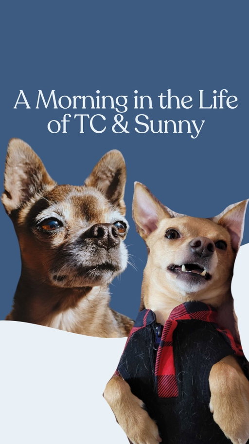 Morning routines matter for everyone in the house. 🐾

Our 10+ Probiotic is part of how we start the day here for TC at 17, for Sunny at 3, and for humans too.
Different ages. Different species. Same foundation: daily gut support.

How does your dog start their day?