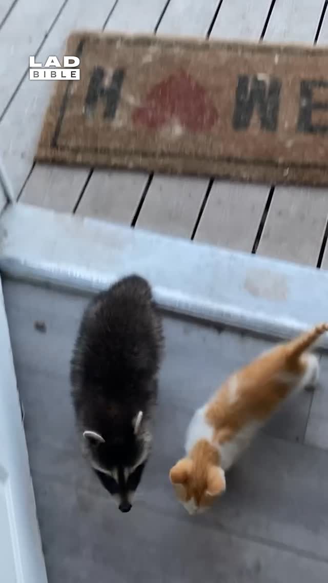 New pet unlocked 🔓🤣 ⁠
⁠
Raccoons are medium-sized mammals native to North America, known for their distinctive black “mask” markings and ringed tails. They are highly adaptable and intelligent animals, thriving in forests, wetlands, and increasingly in urban areas. Their front paws are extremely dexterous, allowing them to open containers, manipulate objects, and forage with surprising skill.⁠
⁠
Raccoons are omnivores, feeding on fruits, nuts, insects, eggs, small animals, and human food waste. They are primarily nocturnal and have excellent night vision and a strong sense of touch, which they often use to identify food. While they can appear friendly or curious, raccoons are wild animals and can become defensive if threatened. Their adaptability has made them one of the most successful urban wildlife species in the world.⁠
⁠
🎥: ViralHog⁠
⁠
#animals #wildlife #ladbible