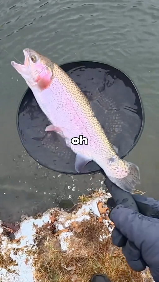 Fishing Catch and Cook ! I caught and cooked this tasty trout today. I think it’s cool that the meat looks like salmon 🐟🎣 

#fishing #fish #trout #outdoors