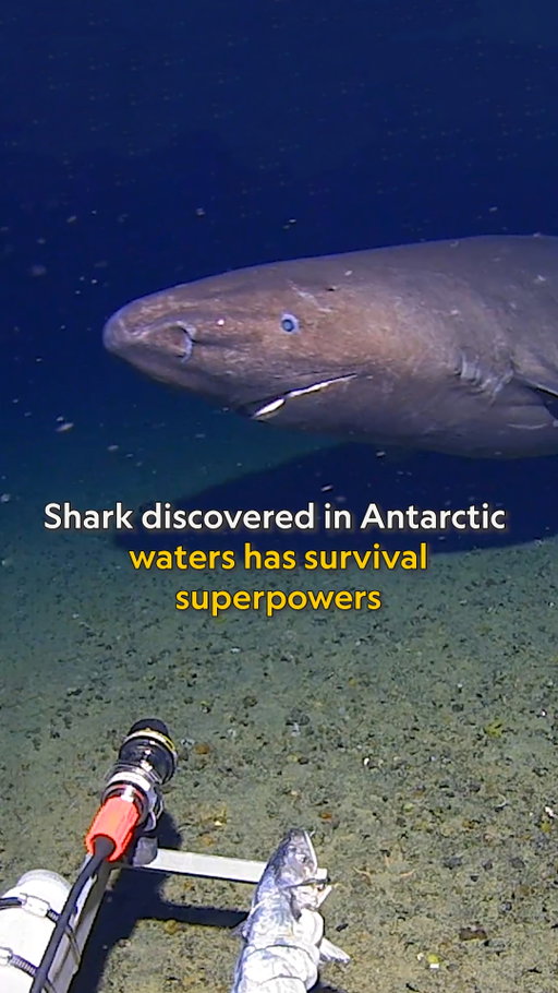 Sharks can be found off the coast of every continent on earth, except for Antarctica—or so we thought. In January 2025, scientists with the Minderoo-UWA Deep-Sea Research Centre captured footage of a massive sleeper shark cruising near the South Shetland Islands, in frigid waters long thought to be too cold for shark survival. Sleeper sharks are extremely elusive and rarely seen by scientists, making this unexpected appearance even more intriguing. 

Learn more about sleeper sharks and the superpower that may help them survive such extreme environments at the link in bio.