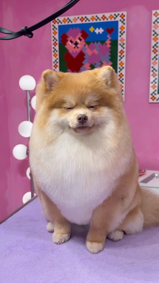 From dollars to dozing off 💤
.
#dogs #doggrooming #pomeranian