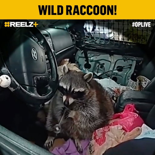 🦝 When Ohio officers pulled this car over, they found an unexpected passenger — and it wasn’t just the dog in the back. With baby macaque Punch-kun going viral for clutching his plushie best friend… it raises a serious question: Does the On Patrol: Live Raccoon need a sidekick too? 🧸🐾 #OPLive #OPNation #REELZ #HangInTherePunch