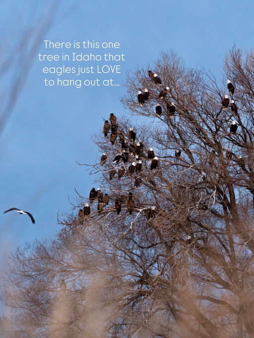 How many eagles can fit in one tree?

📍 Hagerman, Idaho

The Eagle Tree in Hagerman is so fascinating. Dozens of bald eagles fly in each year to spend their winter here. 

When viewing them yourself please be quiet! Don’t approach. Bring binoculars or a zoom lens like I did. Shot on my @sonyalpha 7riii, with my 70-200 mm. 

They are on private property so you can only view from a distance. Find them all around the Hagerman Valley like at the state parks, and even lined up on irrigation pivots along the farm fields.

Leave no trace, be respectful! Support a local business nearby. 

#idaho #baldeagles