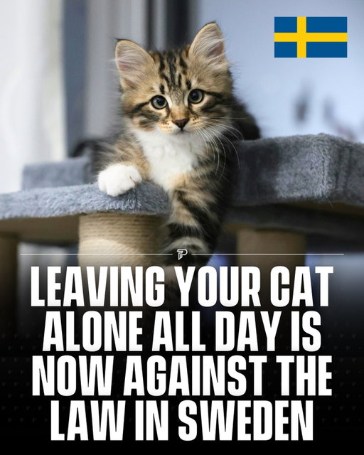Cat owners in Sweden are legally required to provide their pets with daily social interaction. 🇸🇪

The regulation, introduced by the Swedish Board of Agriculture under the country’s Animal Welfare Act, aims to ensure cats receive regular human contact and are not left alone for extended periods.

Kittens must also have the companionship of other cats. Officials say the update reflects growing recognition that cats, often viewed as independent, still need stimulation and connection to stay healthy.
The law is designed to prevent loneliness, stress, and behavioral problems caused by isolation, reinforcing Sweden’s strong commitment to animal welfare.

#viral #pubity #pets #interesting