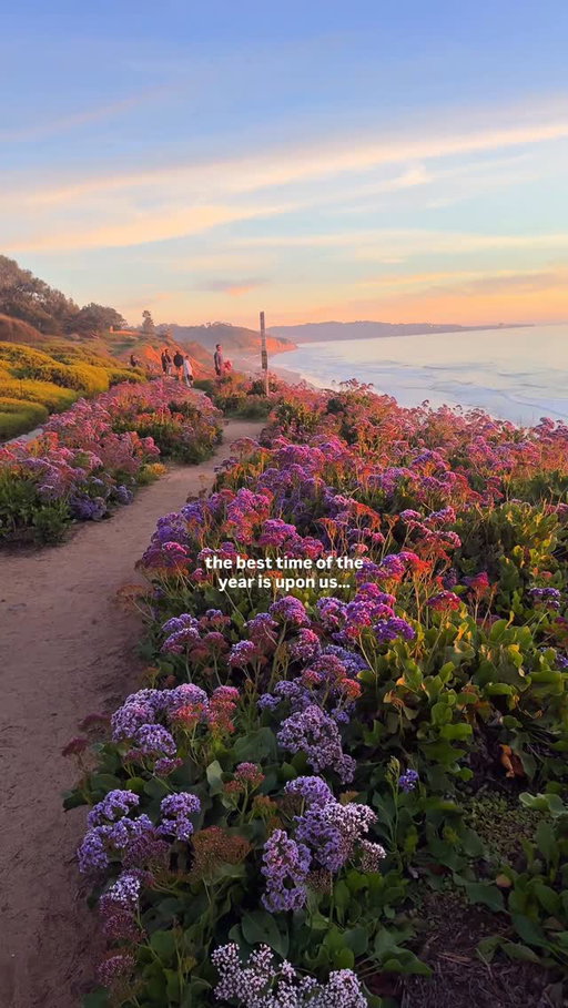 a quick reminder before rent is due… the bluffs are in BLOOM 🌺🌷🌸🪻

#California #SanDiego @raynagrant