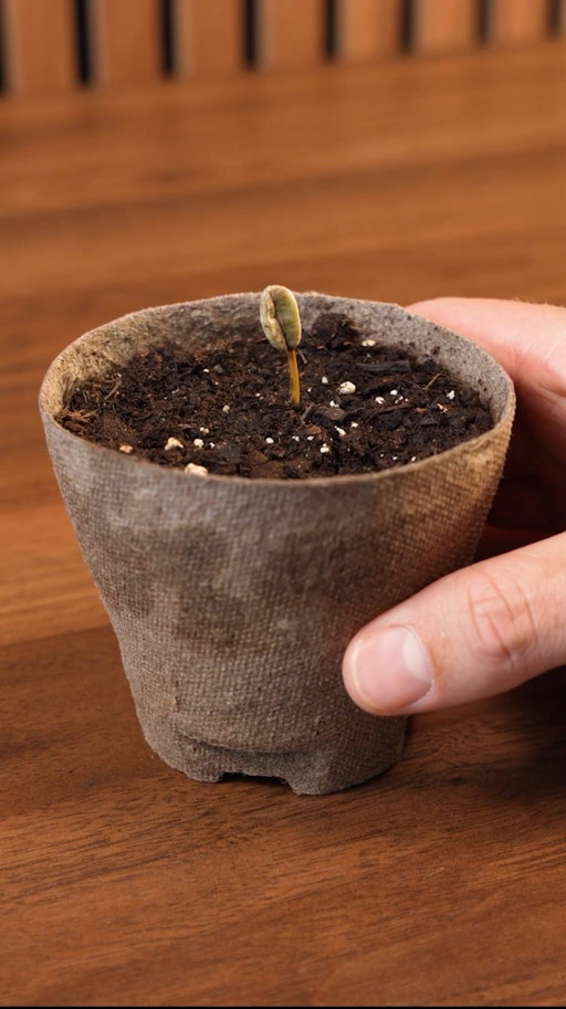 Part 2: Growing my own coffee trees 🌱☕️