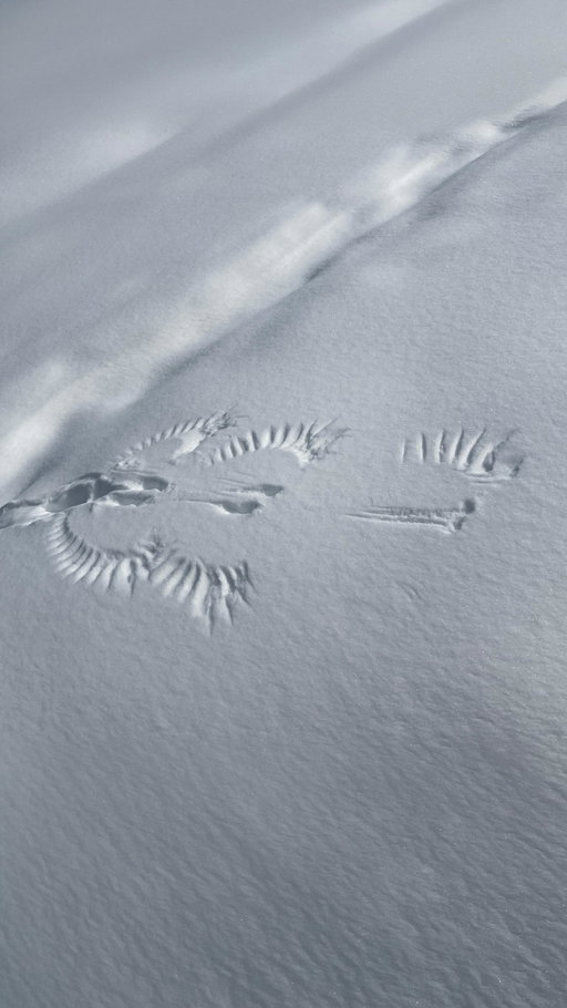 Sometimes the most beautiful moments are the ones we almost miss. These raven tracks in the snow are a quiet reminder to pause and take in the beauty of our campus surroundings.