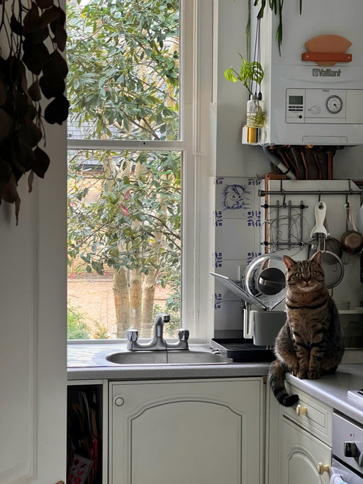 Because, they’re cats 🐈🐾

Whether they are patrolling the kitchen for quality control or showing off their pro-level squid hunting skills, they always remind us why life is better with furry friends. 

Just doing what the sisters do best.

Meet our hardworking home duo:
🥞 Cakie | 3 Years | ♀
☁️ Puffy | 8 Months | ♀

「だって、ねこだもん 」

@and_premium 
#andpremium #アンドプレミアム #アンドプレミアムねこの日2026
#catlovers #catsathome