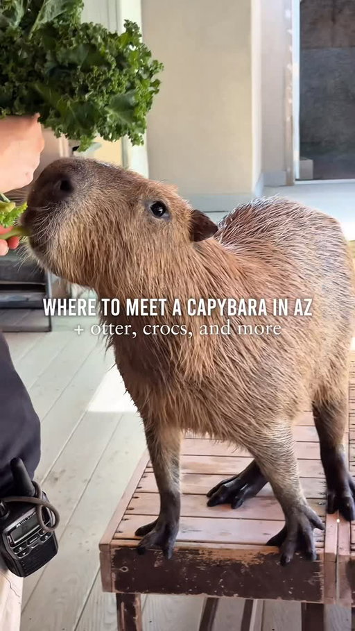 Did you know you can meet a capybara, otter, and even giant crocodiles in Arizona? 🐊 The Phoenix Herpetological Society in Scottsdale is home to over 1,700 rescued animals, from reptiles and tortoises to some surprise furry friends.
This nonprofit sanctuary focuses on rescue, rehab, and education - reaching thousands of students each year - and offers tours, Croc Walks, summer camps, and more. It’s part wildlife sanctuary, part classroom, and an unforgettable way to learn about creatures you won’t see anywhere else in the Valley. 
Such a unique and fun thing to do for kids and adults alike, especially when the weather starts cooling down! 

📍 @phoenixherp | 20701 N Scottsdale Rd, Scottsdale, AZ