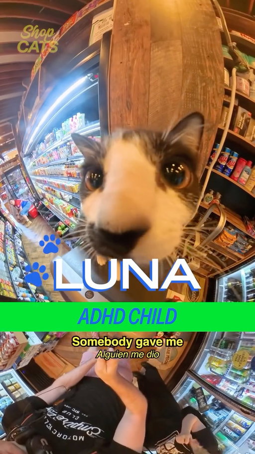 Meet Luna in Ridgewood. We’ve come a long way haven’t we… our THIRD, maybe FOURTH Luna on Shop Cats? Why does everyone name their cat Luna? The real catheads know exactly why: Luna is a name of power. The name is derived directly from the Latin word luna, which means moon. It’s mythological, quite fitting for cats that are strong, cool, personable, and at times, energetic or “lunatic.” We’ve loved every Luna that’s come our way. Who knows, maybe we’ll get up to ten Lunas. This story goes out to all Luna owners and Luna cats. We love you.

A @madrealities show

host @michelladonna �creative producer/dp @behappyforonce �editor @seanfitzmaurice �pa @darkenne.v�post producer @christianwallaceshriver
#show #nyc #animals