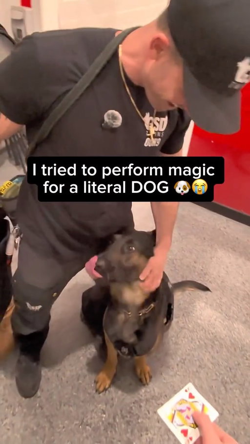 Left him bamboozled 🐕 #magic#dogs 

Home invasion ProtectionSeminar with Head Instructors Steve Hyatt & Frank Visconti 🔐

Featuring 00K9 GSD Twins Diesel & Drax 🐾
Saturday March 7th 2026 1:00PM-6:00PM
Point Blank Martial Arts
80 Bass Pro Mills Dr Unit 23, Vaughan, ON L4K 5X1
Registration L1nk in b1o
