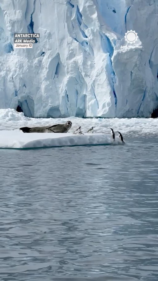 These penguins took one look at a lounging seal and said, “Nope.” 🐧😳