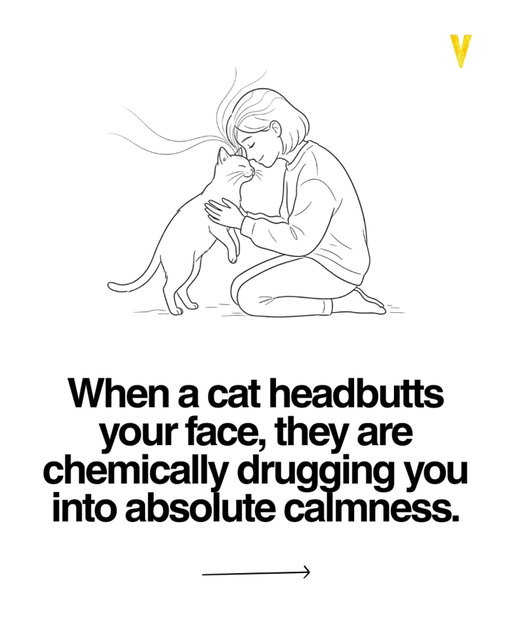 When your cat presses its head against you, it’s not random.

It’s chemistry.

That gentle headbutt is called bunting. Cats have scent glands around their cheeks, and when they press into you, they release pheromones that mark you as safe, familiar, and theirs.

But it doesn’t stop with them. It affects you too.

Your brain picks up these chemical signals even if you’re not aware of it. At the same time, that soft pressure stimulates your vagus nerve, which is directly tied to relaxation, heart rate, and emotional regulation.

So in one small moment, two systems sync.

Your cat feels safer.

And your body starts to calm down.

There’s also a hormonal shift happening. Studies on human animal interaction show increases in oxytocin, the bonding hormone, and a drop in cortisol, the stress hormone. That’s why these moments feel grounding without you being able to explain why.

It’s not just affection. It’s regulation.

And your cat only does this with beings it fully trusts.

So the next time they do it, don’t pull away. Stay there for a few seconds. Let your breathing slow down with theirs.

Sometimes, calm isn’t something you find.

It’s something that finds you.

Save this for the next time your mind feels heavy.

Verified Sources:
National Institutes of Health
Frontiers in Veterinary Science
University of Lincoln
American Psychological Association
Harvard Medical School

[cat behavior] [bunting cats] [pet psychology] [human animal bond] [oxytocin release] [cortisol reduction] [vagus nerve stimulation] [animal empathy] [pet therapy] [mental health benefits] [stress relief science] [cat communication] [neuroscience facts] [emotional regulation] [pet bonding] [calm nervous system] [behavioral science] [animal behavior] [self regulation] [mind body connection]

#catlovers #petpsychology #mentalhealth #stressrelief #animalfacts