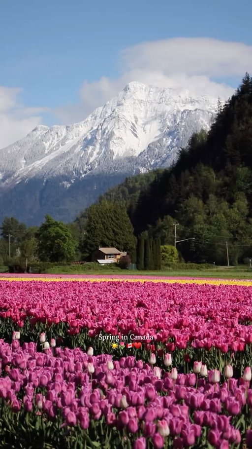 Spring in Canada is beautiful 🌸🇨🇦
Cherry blossoms, colorful tulip fields, and sunny days make it one of the best times to explore the country.

📍 Places used in the video:
Vancouver – Cherry blossom season 🌸
Harrison Tulip Festival, British Columbia – Tulip fields 🌷
Lakeland Flowers, British Columbia – Tulips 🌷
Toronto – City spring vibes 🌷
Niagara Falls – Spring views 🌿

Follow @travelmowgly for more Canada travel inspiration 🇨🇦✨

#canadaspring #tulipseason #cherryblossom #explorecanada