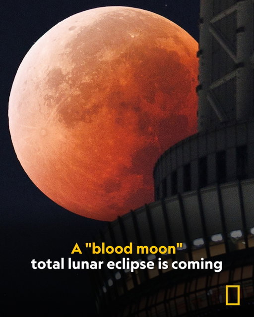 On March 3, the moon will pass through Earth's shadow, turning a deep reddish hue—a phenomenon known as a "blood moon." The eclipse will last about six hours, with skywatchers in North America, Central America, western South America, Australia, New Zealand, and eastern Asia getting the best views.

Find out everything you need to know about where and when to see it at the link in bio.

Photograph by STR/JIJI Press/AFP/Getty Images