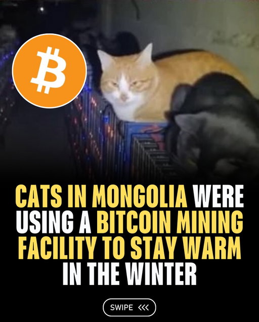 Cats in Mongolia were reportedly found sleeping on top of Bitcoin mining machines to stay warm during freezing winter temperatures.

The heat generated by the mining rigs attracted the animals, but their presence caused several machines to overheat and temporarily shut down.
