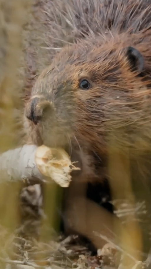 So how do you bring an animated beaver to life? You start with the real thing... and then you give it a cute yellow jacket. 🦫 Join Nat Geo Explorer Christine Wilkinson, Piper Curda and Michelle Khare on their own research trip to a beaver den to explore the habitats that helped inspire Disney and Pixar's Hoppers. 

Watch the full Movie Surfers episode on the @disney YouTube channel and see @disney and @Pixar's new movie #Hoppers, in theaters Friday, March 6.
