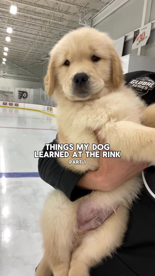 things Drake learned at the rink… starting from day 1 🥹

#goldenretriever #dayinthelife #nhl #funnypets #hockey