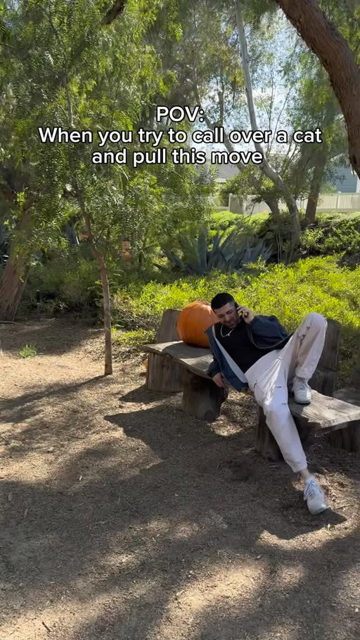 When you try to call over a cat and pull this move. #reels #skit #comedy #funny