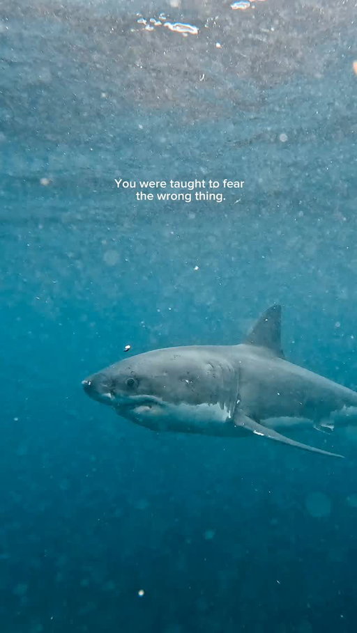 Movies and headlines love to cast sharks as villains.
But underwater, they move with calm precision and quiet authority.

On average, fewer than 10 people per year die from shark encounters worldwide.

Humans, meanwhile, kill an estimated 80–100 million sharks annually.

After diving with great white sharks, I was reminded how misunderstood they are. They aren’t monsters. They’re apex predators, essential, intelligent, and deeply misrepresented.

Grateful for this experience in New Zealand with @sharkexperiencebluff 

Share this with your dive buddies 🤿