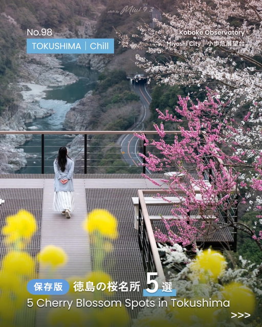 📢桜×〇〇、どんな景色を見たいですか？
ぜひコメント欄のアンケートに投票してください!
 
📢Which cherry blossom view is your favorite?
Please vote in the poll in the comments!
 
【保存版】徳島の桜名所5選
【Save for later】5 Sakura Spots in Tokushima
 
We are TOURISM SHIKOKU (@shikokutourism) 🫡 
Sharing the best of Shikoku weekly through 3 themes: Eat / Try / Chill!
 
▼ Chill｜【Save for later】5 Cherry Blossom Spots in Tokushima
 
🌸 Koboke Observatory
A scenic spot overlooking the Yoshino River and striking rock formations. Enjoy the beautiful spring scenery woven with greenery and sakura.
 
🌸 Nobumasa Lone Cherry Tree
Soft pink blossoms blending into nature. In the morning and evening, it reveals a dreamlike atmosphere.
 
🌸 Yuka no Sato
More than 300 weeping cherry trees and forsythia color the mountainsides, creating a breathtaking spring landscape.
 
🌸 Ikuna Cherry Blossoms（Ikuna Roman Kaido）
A 1 km stretch of cherry trees along the Ikuna Valley River. Enjoy a relaxing walk while taking in the beauty of spring.
 
🌸 Weeping Cherry Trees of Kawai Pass
Around 20 old weeping cherry trees bloom here, their pale pink blossoms gently swaying against the mountains.
 
＊Photo by @miu193_ @shikokucameraclub @aki_ne0108 @tokushima_awanavi
＊Tokushima Prefecture Official Instagram @tokushima_awanavi
———————
A travel-and-Shikoku discovery media
Tag @shikokutourism
and share your special moments in Shikoku🌿
———————
 
私たちは 四国ツーリズム創造機構 ( @shikokutourism ) です🫡
Eat / Try / Chill の3つのテーマで、四国の魅力を毎週発信していきます!!
 
▼ Chill｜【保存版】徳島の桜名所5選
 
🌸小歩危展望台
吉野川と奇岩を望める名所。緑と桜が織りなす美しい春景色を心ゆくまで。
 
🌸信正の一本桜
自然と溶け合う淡いピンクの花。朝夕には幻想的な表情を魅せます。
 
🌸ゆうかの里
300本以上のしだれ桜とレンギョウが山を染める、春色の絶景が広がります。
 
🌸生名の桜（生名ロマン街道）
生名谷川沿いに約1km続く桜並木。歩きながらゆったりと春を楽しめます。
 
🌸川井峠のしだれ桜
約20本の古木のしだれ桜が咲き、山々に映える淡紅色がやさしく揺れます。
 
＊Photo by @miu193_ @shikokucameraclub @aki_ne0108 @tokushima_awanavi
＊徳島県 公式Instagram @tokushima_awanavi
———————
旅と四国をつなぐ、新発見メディア
@shikokutourism をタグ付けして、
四国で出会った特別をシェアしてください🌿
———————
 
#visitshikoku #shikokutrip #shikokujapan #visitjapan #桜スポット