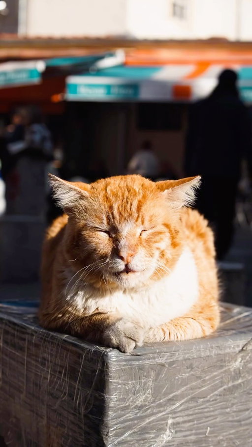 99/500 - Istanbul Through the Lens 🇹🇷 - Sleepy