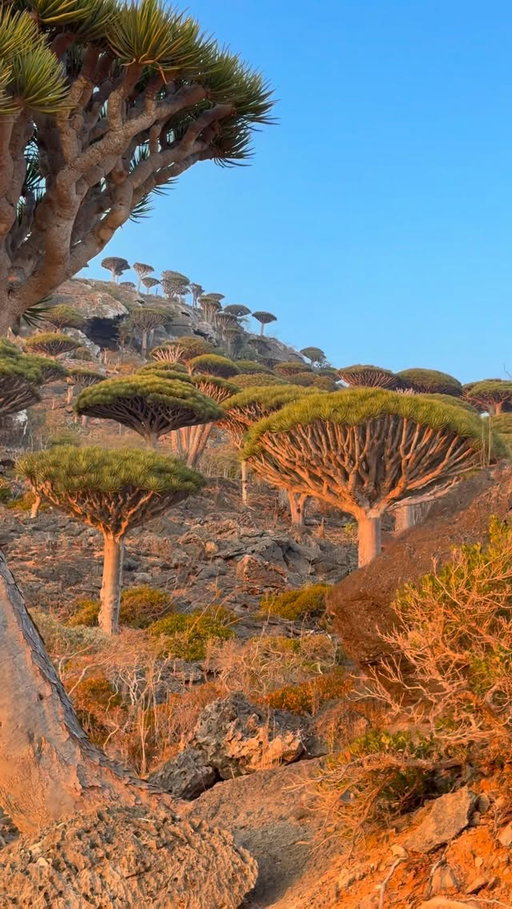It was so worth it 😍

Follow @phillip3s for more Socotra Content! 

#travel #adventure #socotra #yemen