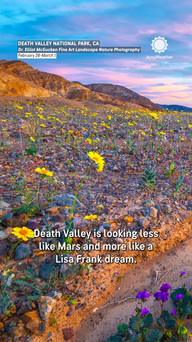 The Death Valley superbloom is underway! 🌼 Colorful flowers are blanketing parts of the hottest place in North America. Park officials say it's the best superbloom since 2016.