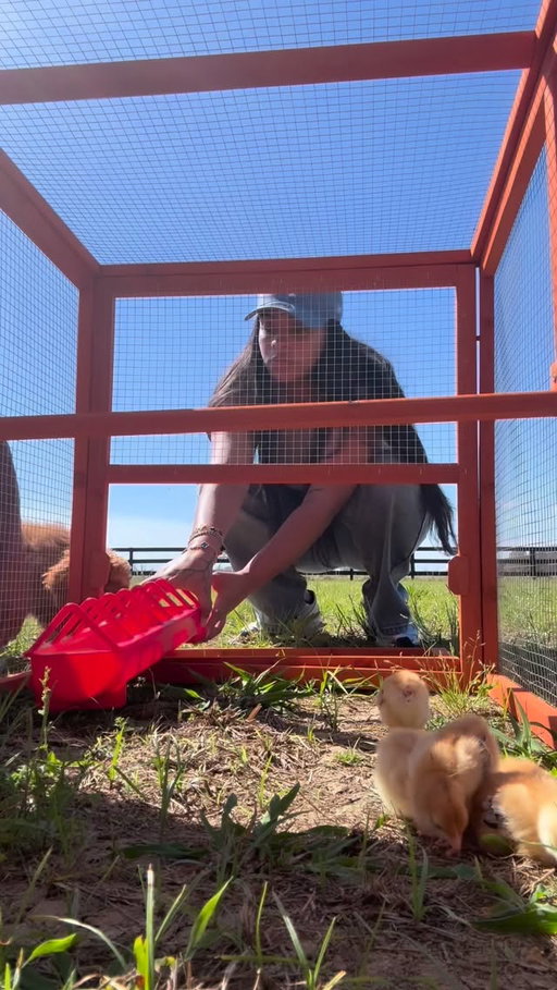 🙈🙈We got Hens ! Mrs Macdonald loading… 🐓