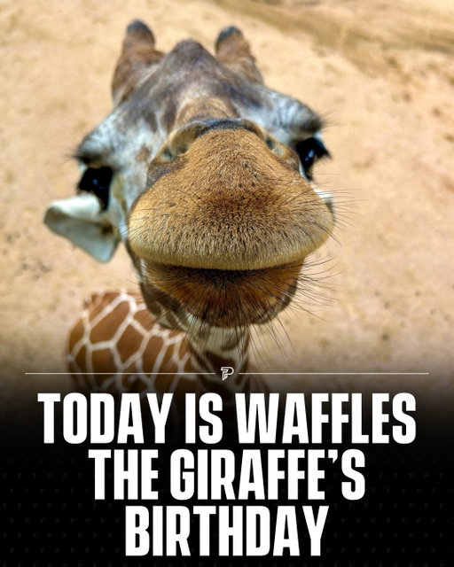 It’s Waffles the giraffe’s birthday at the San Antonio Zoo, and she is officially in her “cutie patootie” era. She is 3 years old what a baby girl.

Happy birthday, Waffles 🦒🎂

Photo credit: @sanantoniozoo

#Pubity #Viral #Wildlife #wholesome #cute