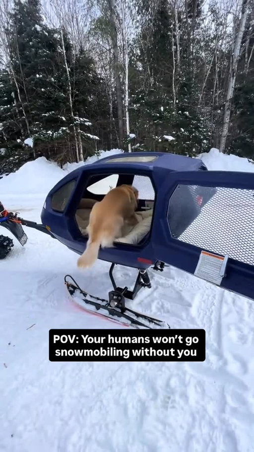 If I won the lottery there would be signs…❄️🐶 @officialchunknugget