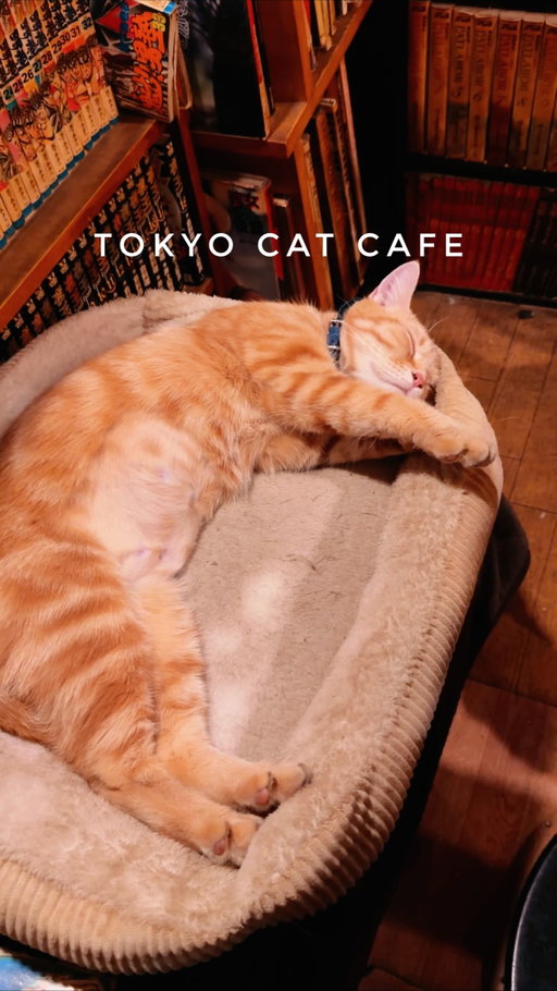 Tokyo’s Cat-Themed Kissaten 🐈

Opened in 1978, this tiny café is famous for its resident cats and cat-themed decor everywhere. Very old-school kissaten vibes, dim lighting and super smoky.

📍Cafe Arles カフェアルル新宿
💴 Drinks ~ ¥500 ($3)
.
.
#tokyotrip #tokyocafe #kissaten #japantravels #japanlife