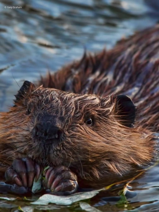 🦫 Dam right, they’re iconic.

With #Hoppers premiering in Canada today, we’re giving the spotlight to one of our favourite ecosystem engineers: the North American beaver.

When beavers build dams, they create wetlands that:
💧 support more species
🌿 improve water quality
🌎 store carbon
🌊 help reduce flooding

Nearly hunted to extinction during the fur trade, beavers have rebounded and are now considered Secure in Canada. A comeback story worth celebrating.

Link in bio to read the full #LPRC2025 species profile.