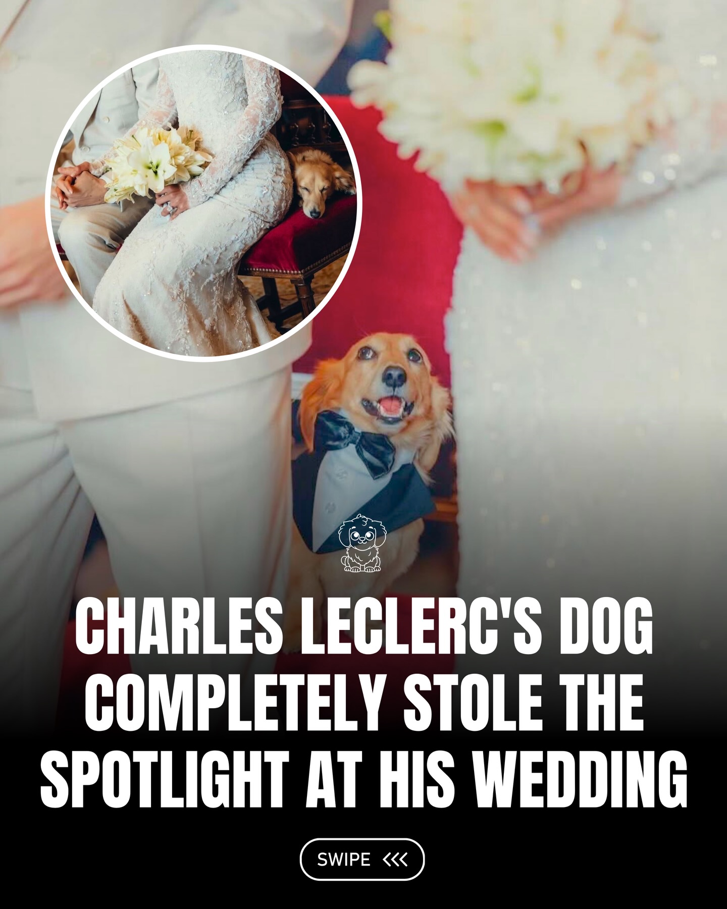 When Formula 1 driver Charles Leclerc celebrated his civil wedding with Alexandra Malena Leclerc in Monaco, the ceremony had one very special guest stealing hearts: their dog, Leo. 

Photos from the celebration show Leo proudly standing beside the newlyweds, almost like the groom’s best man. 

The pup has long been part of their love story, he even helped deliver Leclerc’s proposal by carrying the message on his collar. For Leclerc, Leo isn’t just a pet but a constant companion who helps him unwind from the high-pressure world of Formula 1. 🐶🐾🫶🏼

#fluffy #pets #dogs