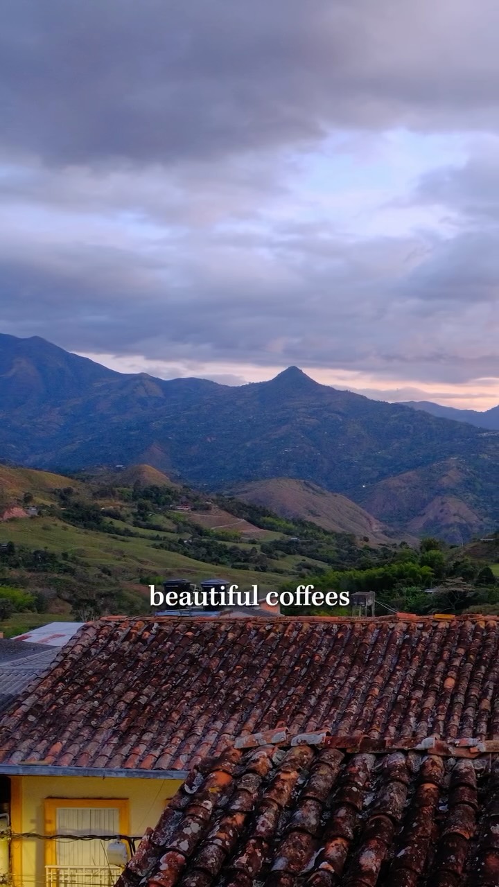 We had the privilege of joining the local coffee community in Colombia last fall to taste and select exceptional lots at Auction for Peace. The event brings producers and coffee professionals together while supporting the future of coffee production and opportunity in the region. Our coffee team walked away with impressive selections that we’re excited to share with you.

Releasing today is Colombia Aison Gironza Pink Bourbon, one of the smallest lots in the auction. This honey-processed lot from a very limited harvest shines with jammy fruit notes and lively tangerine acidity.

Hear our team’s firsthand recounting of the experience and get your hands on this release by visiting the link in our bio. This is part one of a two-part series — stay tuned for another special release from the auction coming soon.