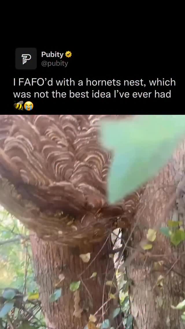 I watched a professional beekeeper, fully suited up in protective gear, walk right up to this massive black shield hornet nest during a honey harvest. The nest was huge, and he moved in calmly like it was just another day on the job.

Credit: ViralHog

#Pubity #Viral #Interesting