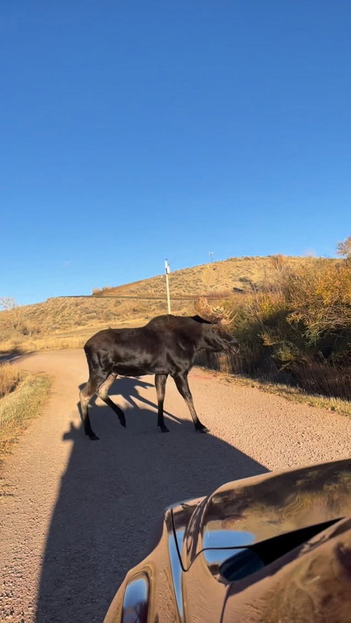 Some small towns have rabbits & squirrels, ours has moose. 🫎🫶🏼😎 

#moose #smalltownusa #wyoming #wildlife
