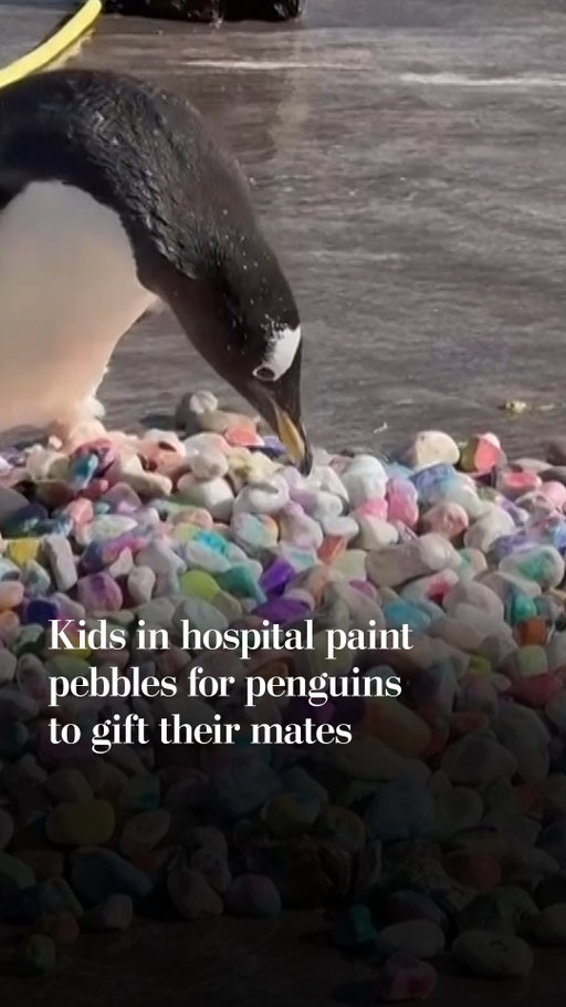 Love is in the air at Edinburgh zoo. 

Pebbling marks the start of the breeding season for Gentoo penguins.

Kids at Edinburgh Children's Hospital Charity painted pebbles for the penguins to choose from and present to their mates. The children regularly watch livestreams of the Gentoo penguins in the hospital, and will be able to watch the penguins pick through their rocks in real time.

“It is truly wonderful that children and young people don’t have to miss out on their connection with nature, even while in hospital," said Roslyn Neely, CEO of Edinburgh Children's Hospital Charity. "During what can be the most challenging time for families, [the Royal Zoological Society of Scotland] provides a welcome distraction and something to focus on beyond their condition, as well as a chance to bond over their love of animals.”