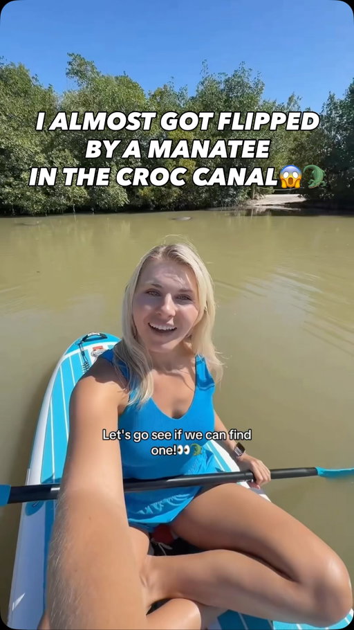 There’s no way I almost got flipped by a manatee into the Croc Canal 😱😳🐊

I noticed a boat approaching so I was keeping an eye on the manatees next to me. The water here is SUPER murky, so I wanted to make sure the captain could see where the group was so none of them accidentally got hit.

But at that exact second, this manatee suddenly popped up from the depths RIGHT under me and we BOTH got spooked.

Thankfully neither of us got hurt, and the boat safely passed without getting anywhere near the manatees.

It’s a good reminder that when boating in areas with manatees, slowing down and staying alert can make a huge difference in protecting them🥹🩵

 #crocodile #manatee #floridakeys #paddleboard #ocean