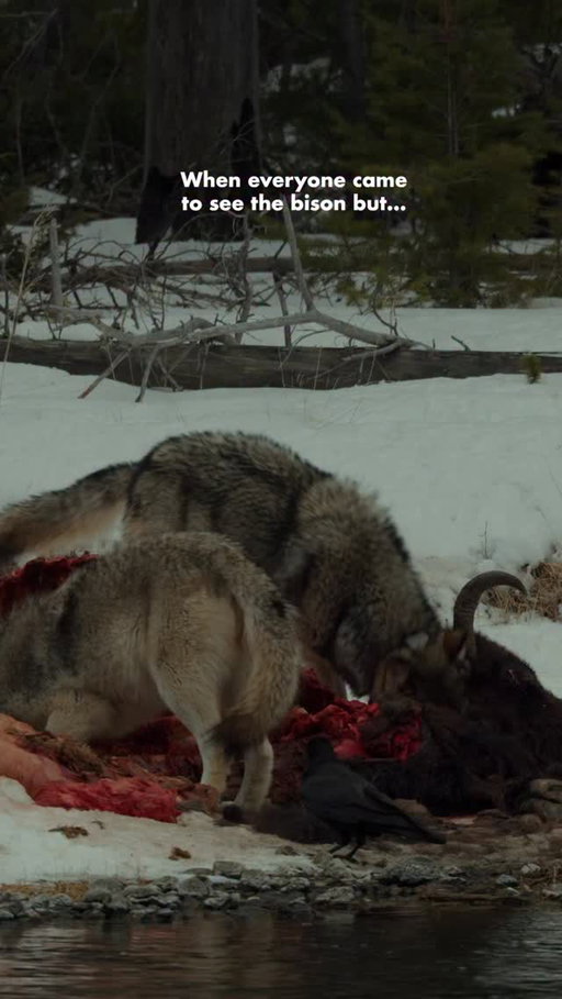 Nom nom nom

(Personally I come here for the wolves)

(PS no they don’t eat “all the ungulates”)