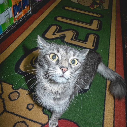 Meet Pari in Williamsburg. The name Pari comes from Persian, it means fairy, as her owners explained to us. A winged spirit of pure beauty and light. Look at her. You see it immediately. Also, loves to stand! Most of these pics feature Pari on her hind legs. Rambunctious, adventurous, climbing everything in sight at the H&M market but always a sweetpea. One of the sweetest we’ve seen! A total baby! Her owners would move mountains for her, and we understand why. People come in just to see her. She’s been on Shop Cats before and we clocked her then. She is a hunter, a climber, and an eater of the highest order. The fairy of Williamsburg. Shout out Pari, shout out H&M market. This one’s for every cat that was named something magical because their owner looked at them and just knew. Share Pari with someone who needs a little fairy energy today.

And as always, please send us cats you want us to visit.

Photos by the incredible @darkenne.v