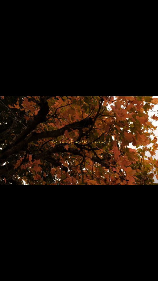 this is the kind of weather my soul craves. it will always be my favorite weather. it forces people to slow down and breath and is so calming. and its beautiful 🥹

#gloomyweather #rainy #thunderstorm #windy #autumn