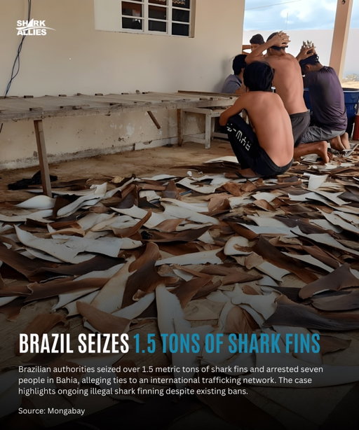Brazilian authorities seized more than 1.5 metric tons of shark fins during a raid on a rural processing site in Bahia state, arresting seven people, including three Chinese nationals suspected of coordinating an international trafficking network. Officials say the fins likely came from species such as the Atlantic nurse shark and blue shark, though genetic testing is still underway. Authorities allege that the Brazilian suspects were low-paid workers hired to process the fins without knowing the full scope of the operation.

Shark finning is illegal in Brazil and widely condemned for its cruelty, as sharks are often mutilated and thrown back into the ocean alive. Conservationists say the case highlights ongoing loopholes in Brazil’s laws that allow fins to be exported if the sharks were caught as bycatch, a system critics argue can be used to hide illegal trade.