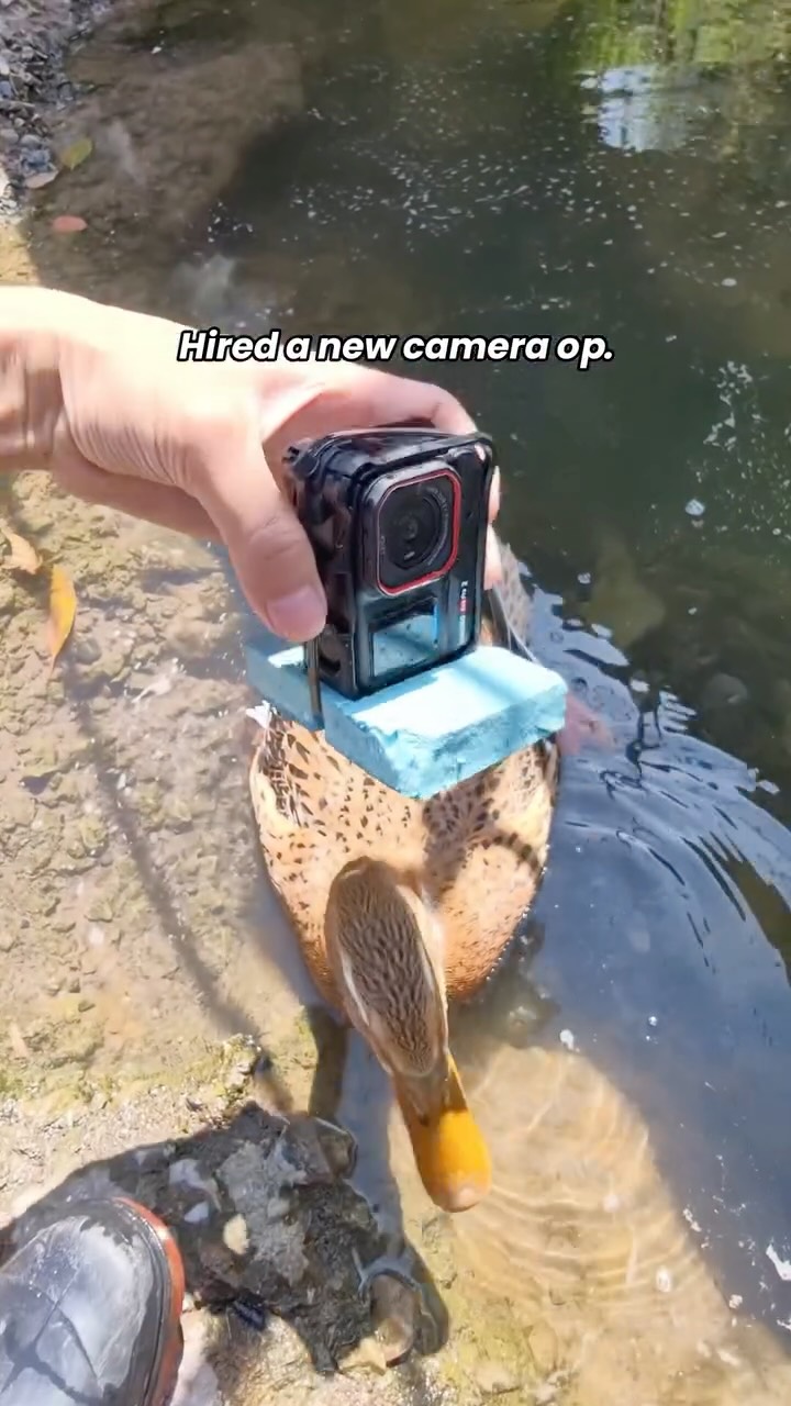 Best part? This camera operator works for breadcrumbs 🥖🦆
And don’t worry—it’s waterproof if she dives.

📷 Shot by Xiangcunyaqu with Insta360 Ace Pro 2

#Insta360 #Insta360AcePro2 #ActionCamera #pov