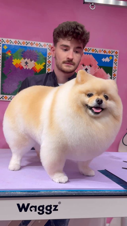 He is Pombon!!
.
#dogs #doggrooming #pomeranian