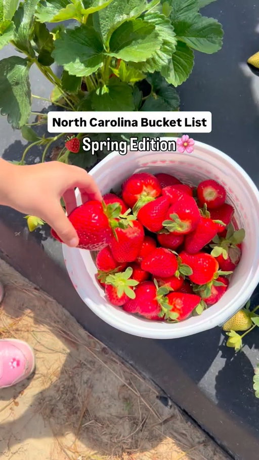 🍓Spring is just around the corner which means, warmer days, longer evenings, strawberry picking, and flowers galore 🌼 Save this for your NC Spring Bucket list! 

🍓 @porter.farms 
🌸 @sarahpdukegardens 
🍒 @drinkcheerwine festival 
🌺 WRAL Azalea Garden @wral 
🌊 NC Coast @thecrystalcoast 
🥂 Patio Brunch (featured 📸 @10thandterrace )
⛰️ Hiking & wild flower spotting in WNC 

Comment your favorite NC Spring activities & follow me for more! 

@nctraveleats 🌺 

#springbucketlist #ncspring #northcarolina #explorenc #visitnc @visitnc