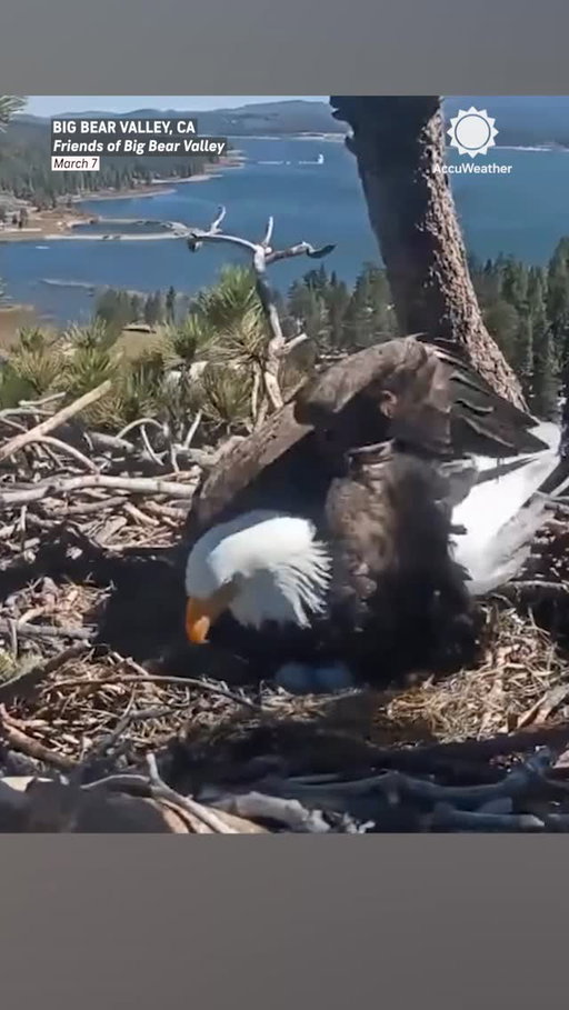 Hang on, Shadow! 🦅💨 Beloved Big Bear bald eagle Shadow braved powerful wind gusts to protect her eggs on Saturday. Gusts reached as high as 63 mph in the mountains around Big Bear Lake.